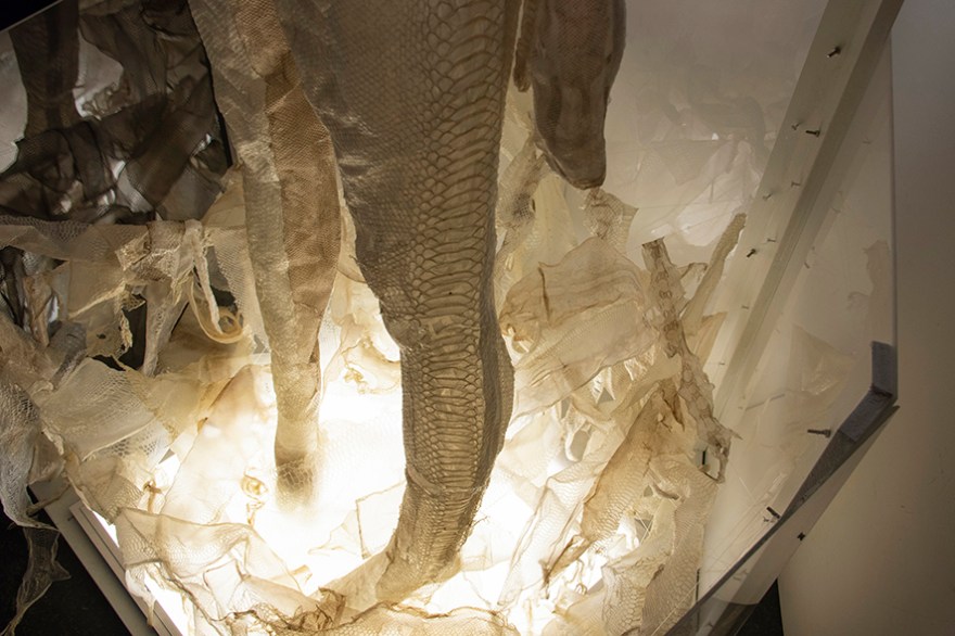 Latence, Valentine Vera, 2019